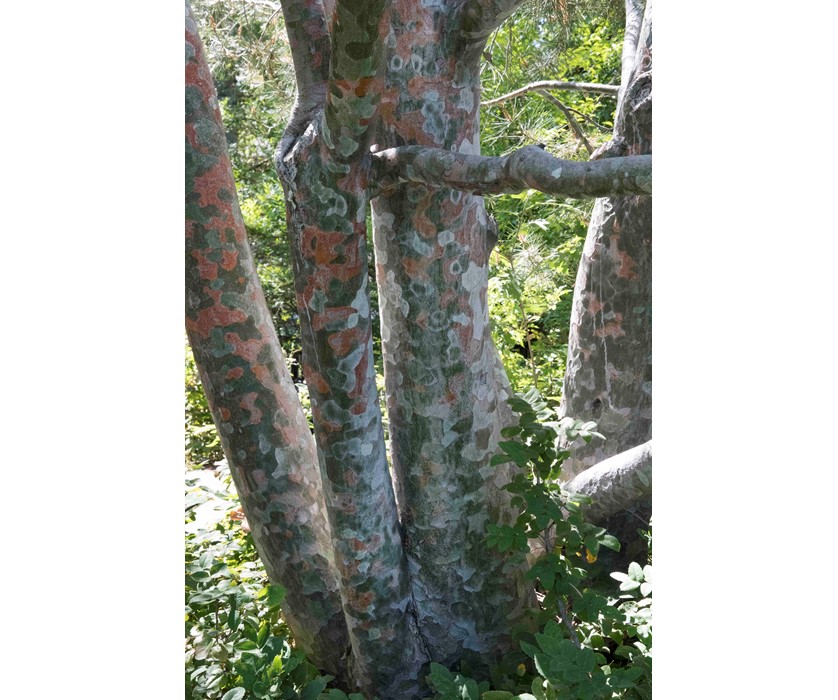 Lacebark Pine